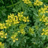 Common Rue